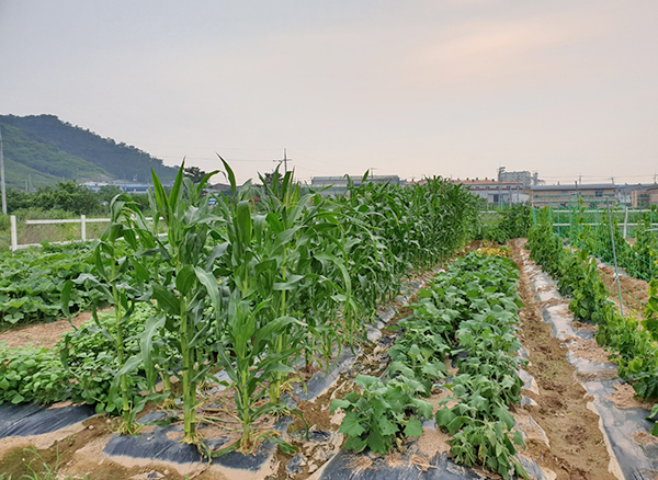 Weekend farm