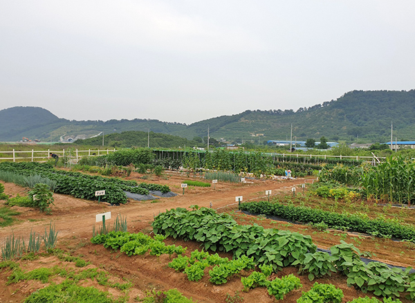 Weekend farm