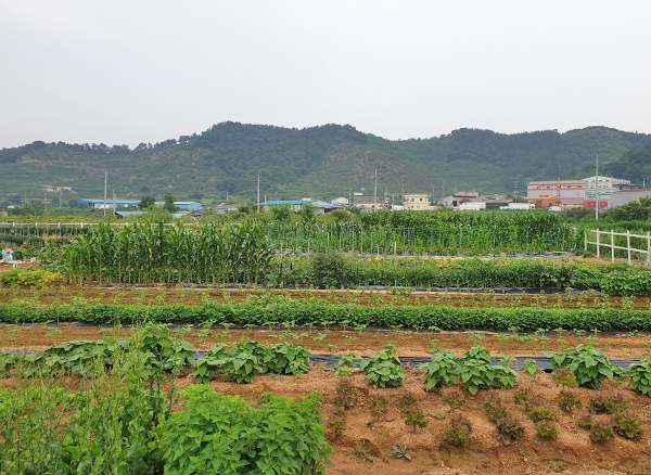 Weekend farm